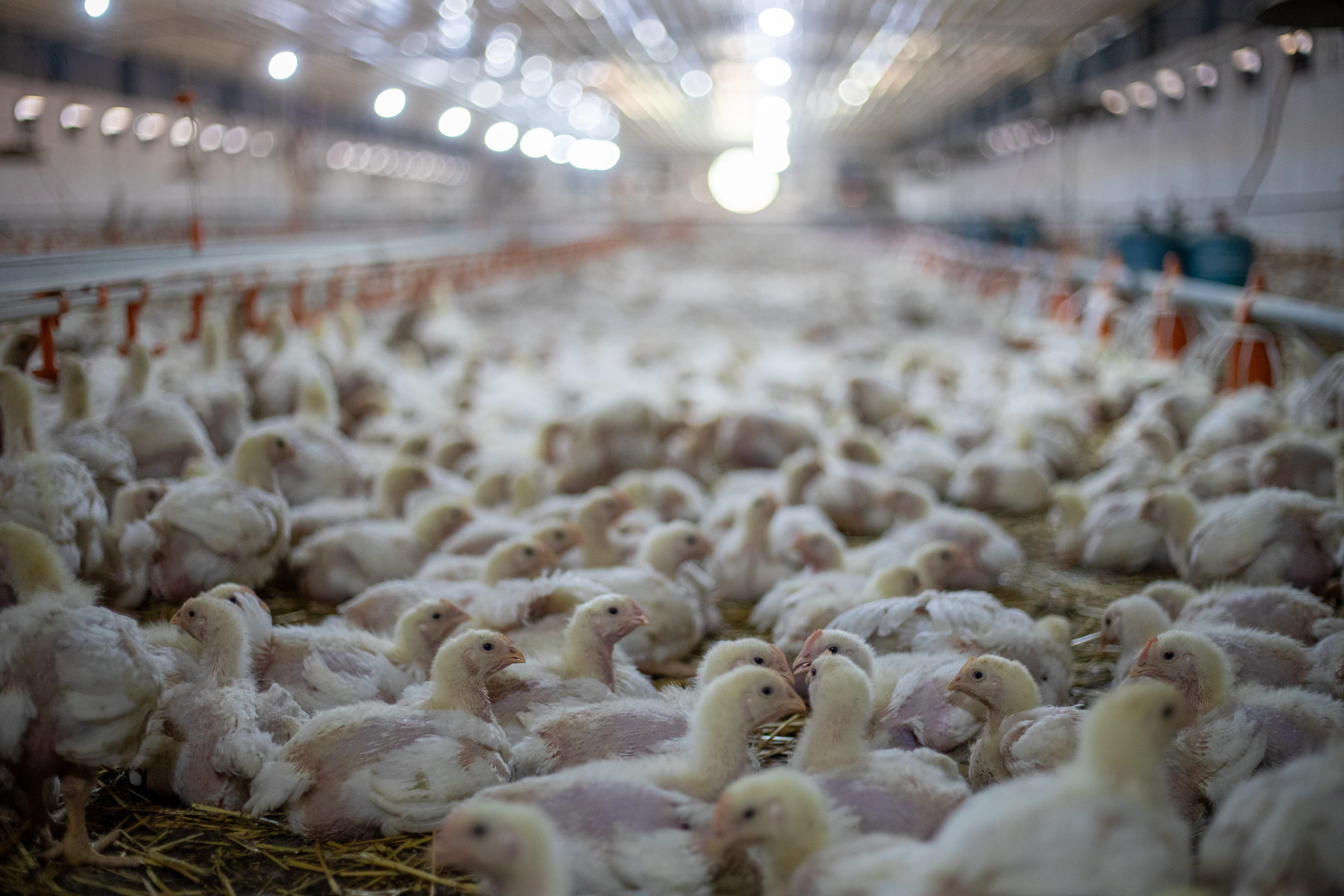 Processus d'élevage